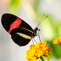 Heliconius-Schmetterling 